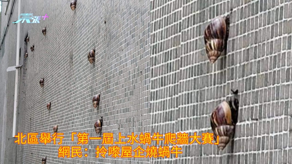 北區舉行「第一屆上水蝸牛爬牆大賽」 網民：拎嚟屋企燒蝸牛