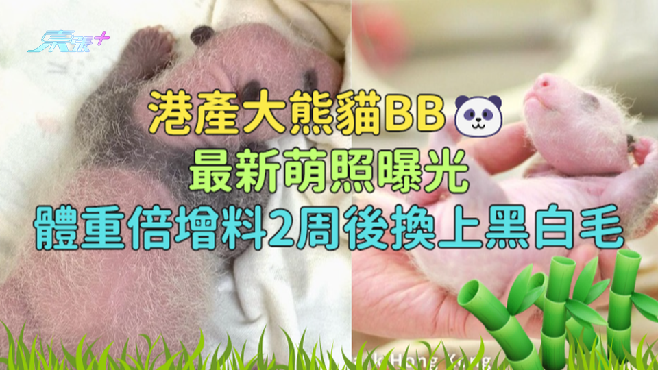 港產大熊貓BB最新萌照曝光  體重倍增料2周後換上黑白毛