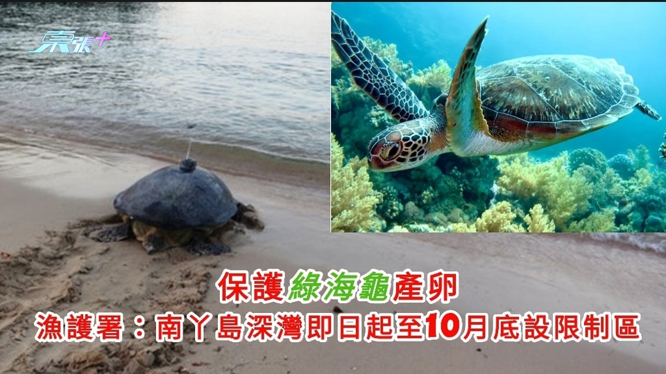 保護綠海龜產卵 漁護署：南丫島深灣即日起至10月底設限制區 