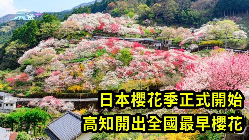 日本櫻花季正式開始 高知開出全國最早櫻花