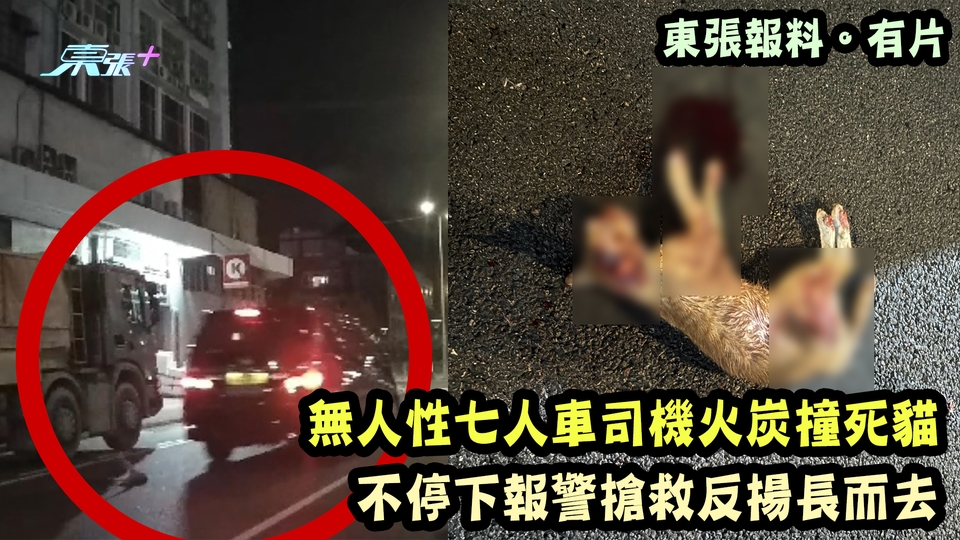 東張報料更新｜七人車火炭撞死貓後揚長而去 警方接獲報案正在跟進