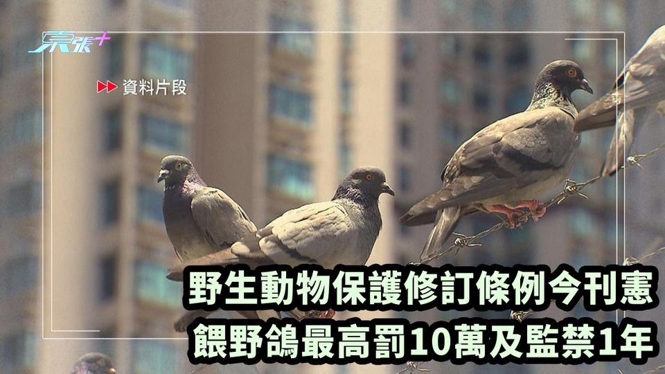 野生動物保護修訂條例今刊憲 餵野鴿最高罰10萬及監禁1年