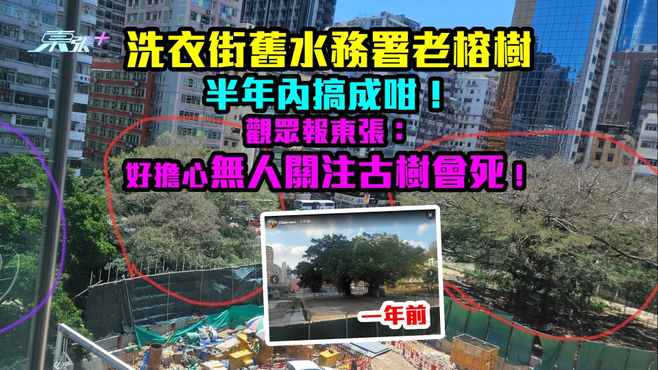 洗衣街舊水務署老榕樹半年內搞成咁！觀眾報東張：好擔心無人關注古樹會死！