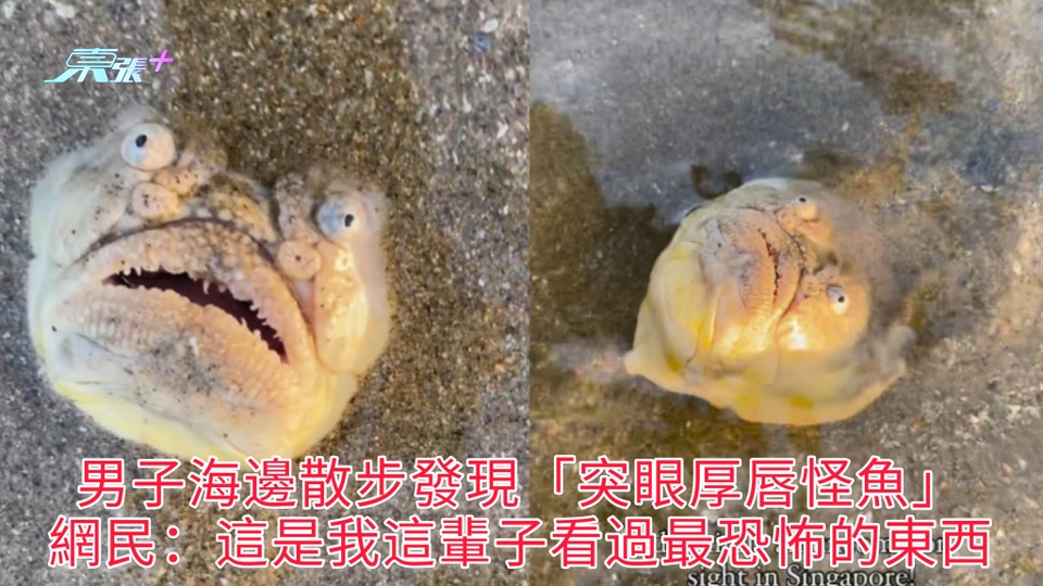 有片 | 男子海邊散步發現「突眼厚唇怪魚」 網民：這是我這輩子看過最恐怖的東西