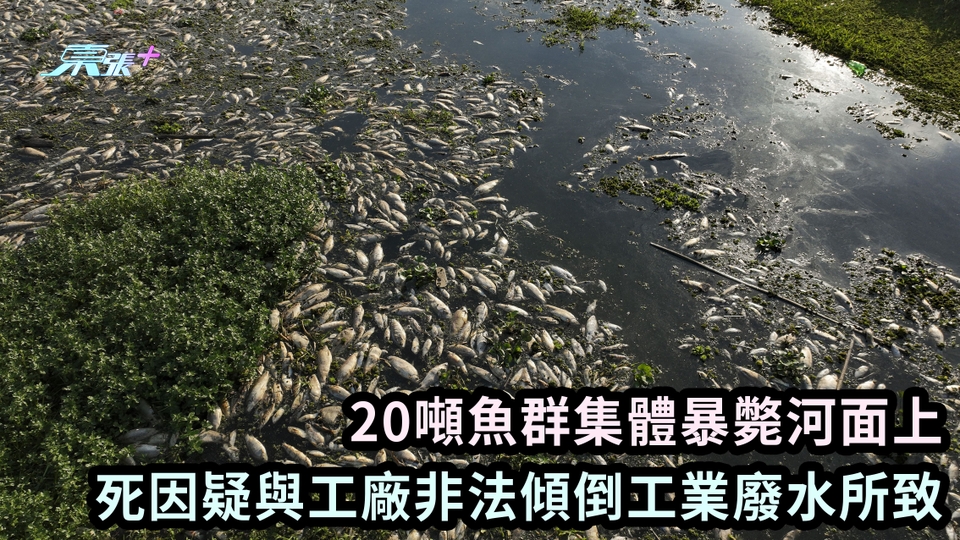 20噸魚群集體暴斃河面上 死因疑與工廠非法傾倒工業廢水所致