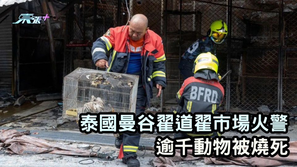泰國曼谷翟道翟市場火警  逾千動物被燒死