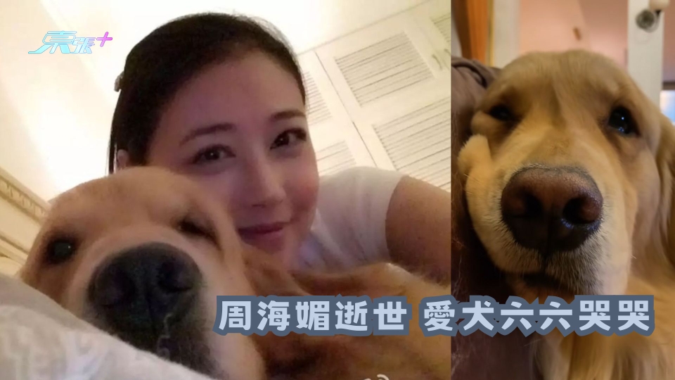 有片| 周海媚逝世 愛犬六六哭哭 