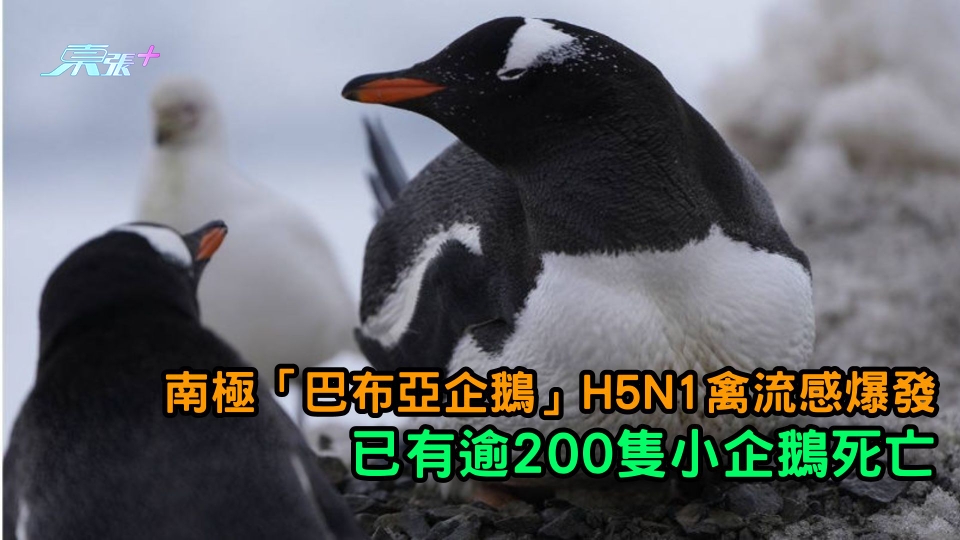 南極「巴布亞企鵝」H5N1禽流感爆發 已有逾200隻小企鵝死亡