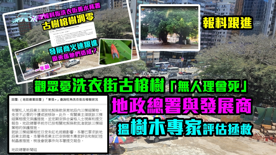 報料跟進｜觀眾憂洗衣街古榕樹「無人理會死」地政總署與發展商搵專家拯救緊！