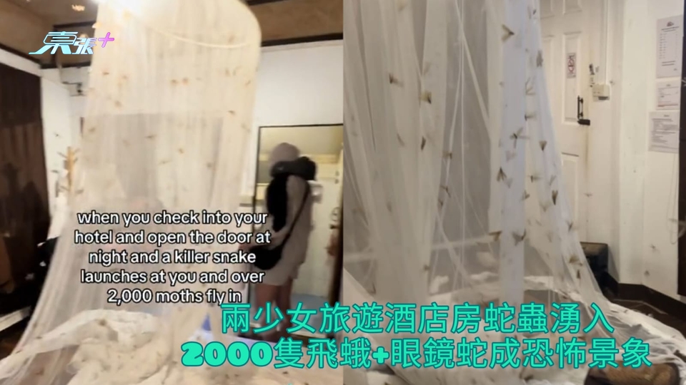 有片 | 兩少女旅遊酒店房蛇蟲湧入 2000隻飛蛾+眼鏡蛇成恐怖景象