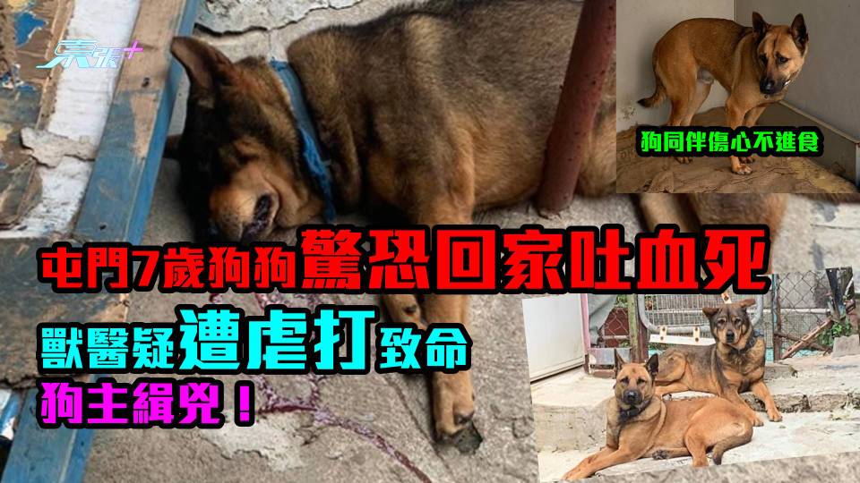 屯門7歲狗狗驚恐回家吐血死　獸醫疑遭虐打致命　狗主緝兇！狗同伴傷心不進食