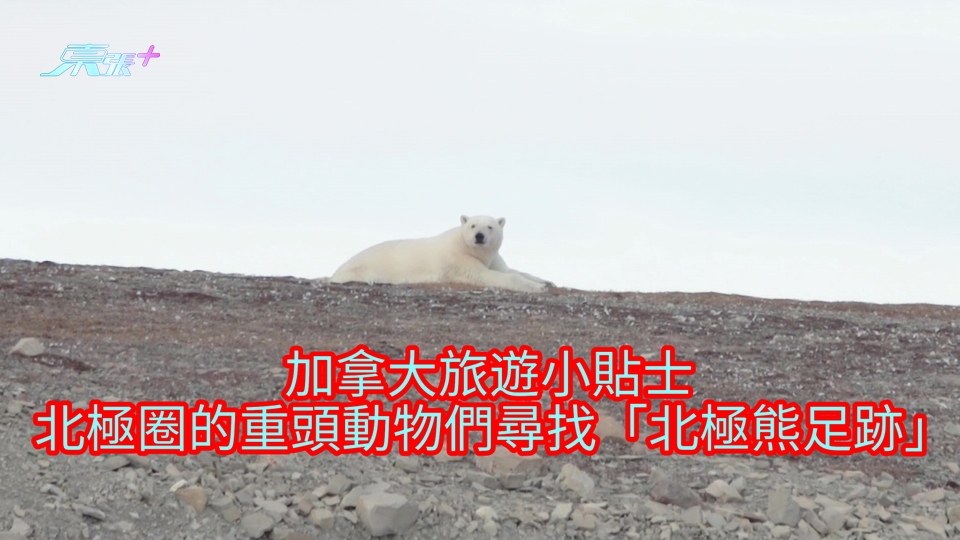 北極潮什麼︱加拿大旅遊小貼士 北極圈重頭動物們尋找「北極熊足跡」