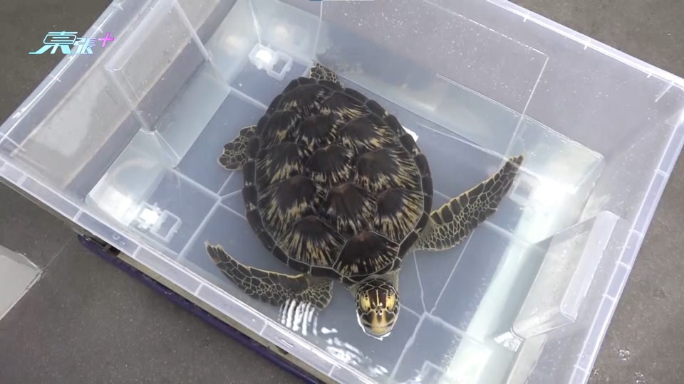 一級瀕危綠海龜被遺棄保育中心門外 郭秀雲呼籲外界不要非法飼養瀕危動物