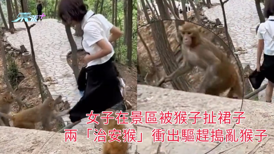 有片 | 女子在景區被猴子扯裙子 兩「治安猴」衝出驅趕搗亂猴子