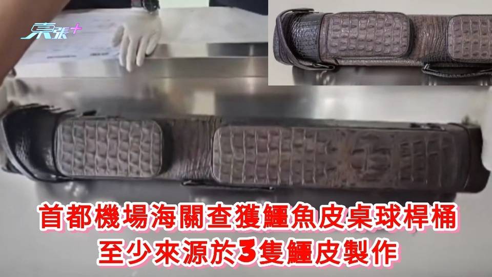 有片｜首都機場海關查獲鱷魚皮桌球桿桶 至少來源於3隻鱷皮製作