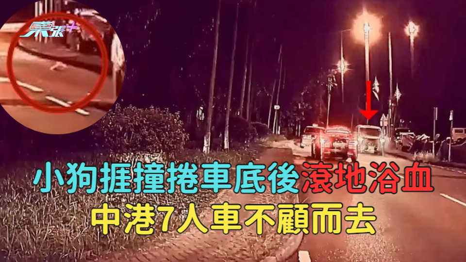 有片｜小狗捱撞捲車底後滾地浴血　中港7人車不顧而去