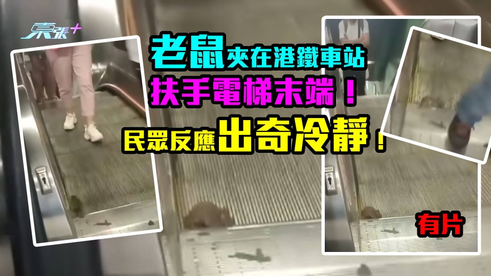 有片｜老鼠尾夾在港鐵車站扶手電梯末端！ 民眾反應出奇冷靜！