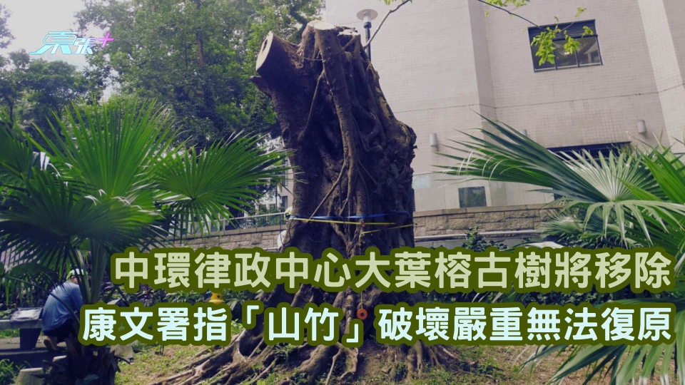 中環律政中心大葉榕古樹將移除 康文署指「山竹」破壞嚴重無法復原