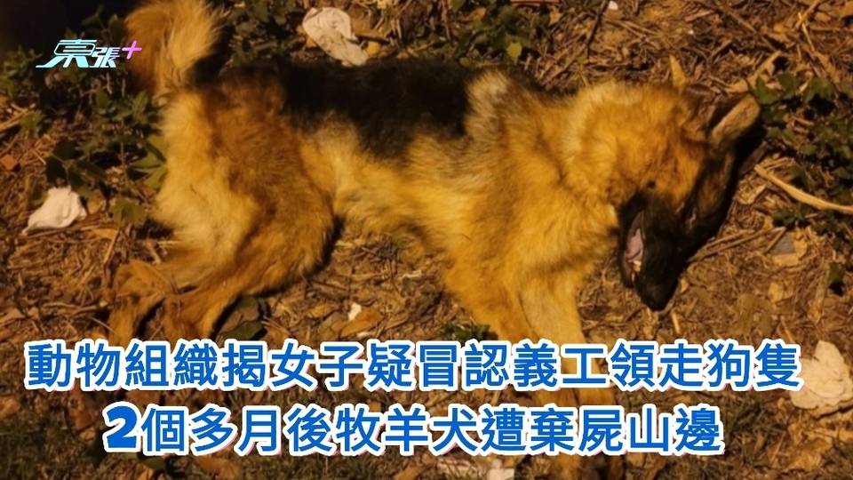 動物組織揭女子疑冒認義工領走狗隻 2個多月後牧羊犬遭棄屍山邊 