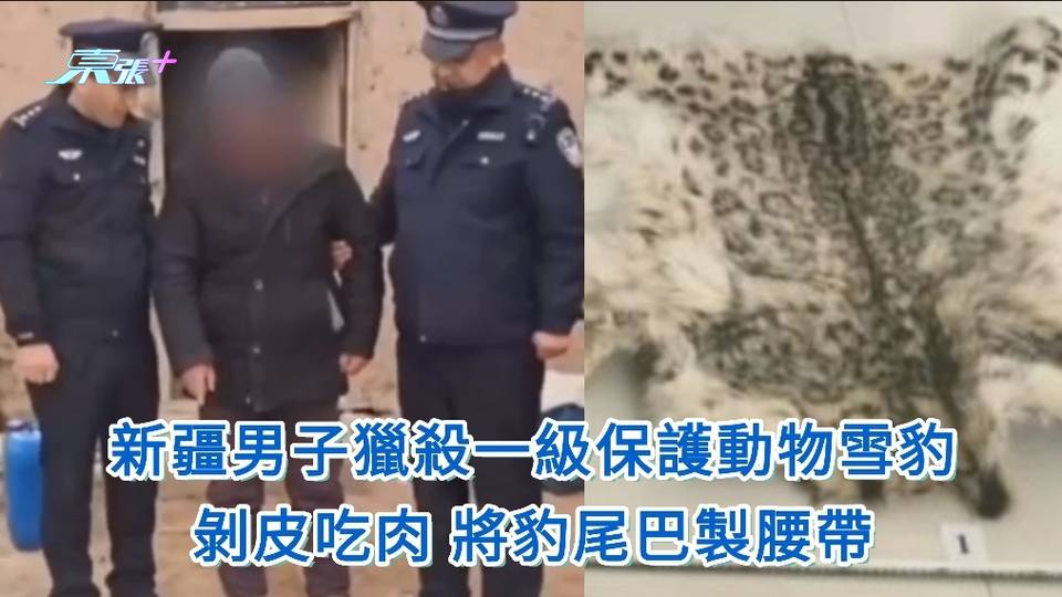 新疆男子獵殺一級保護動物雪豹　剝皮吃肉將豹尾製腰帶