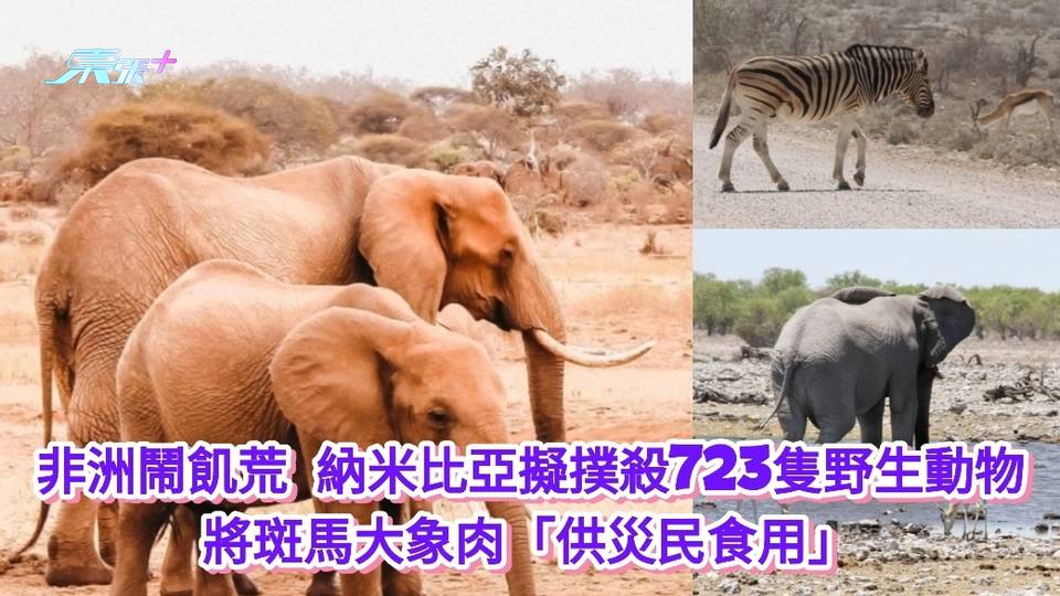 非洲鬧飢荒｜納米比亞擬撲殺723隻野生動物 將斑馬大象肉「供災民食用」