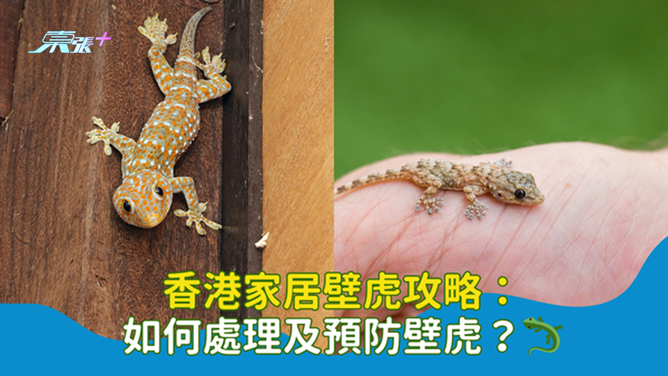 香港家居壁虎攻略：如何處理及預防壁虎／檐蛇／四腳爬爬？🦎