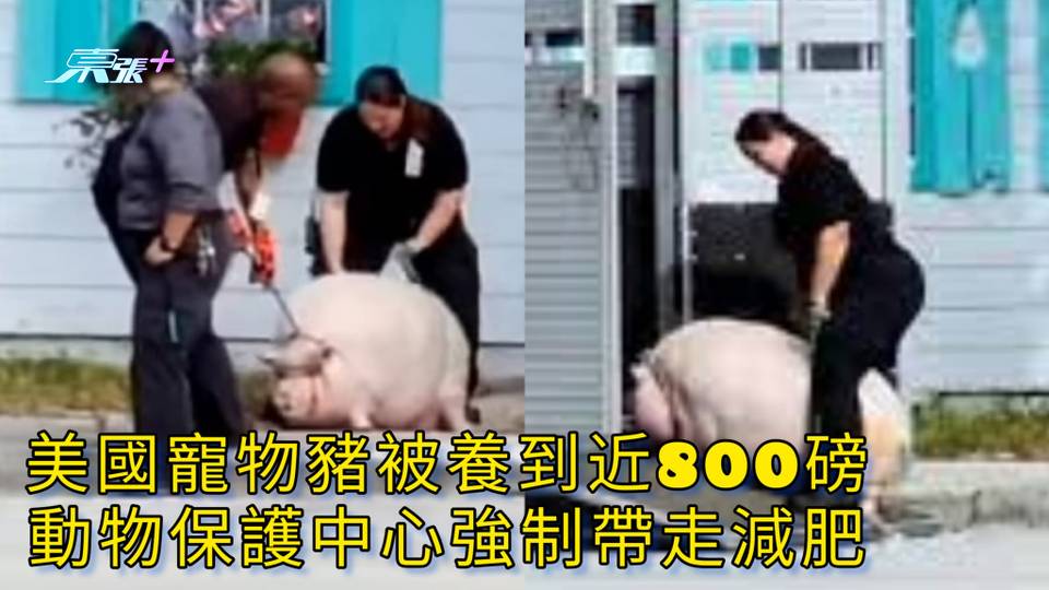 有片 | 美國寵物豬被養到近800磅 動物保護中心強制帶走減肥