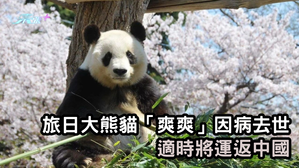 旅日大熊貓「爽爽」因病去世  適時將運返中國