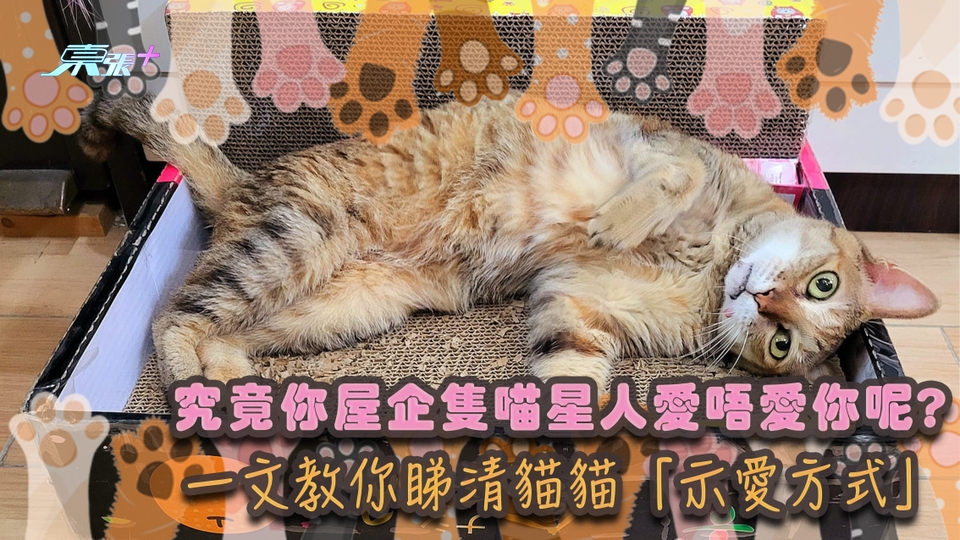 究竟你屋企隻喵星人愛唔愛你呢? 💕 💕 一文教你睇清貓貓「示愛方式」🐱 🐱