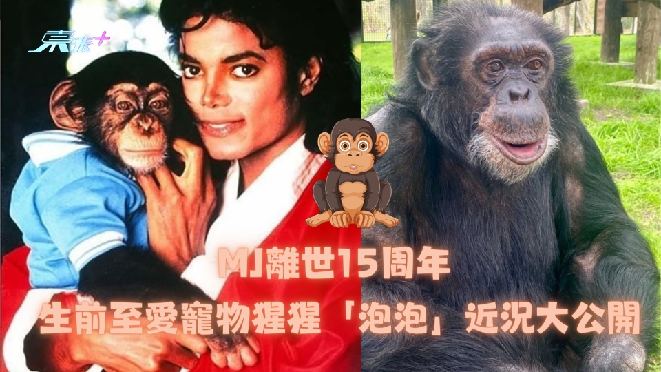 MJ離世15周年 生前至愛寵物猩猩「泡泡」近況大公開